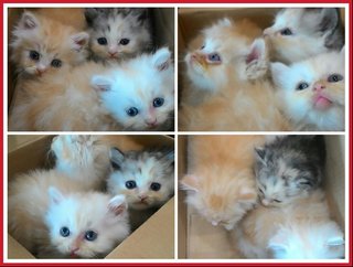 Storm Babies - Chinchilla + Persian Cat