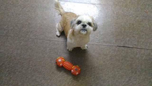 Russell - Shih Tzu Dog