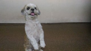 Russell - Shih Tzu Dog