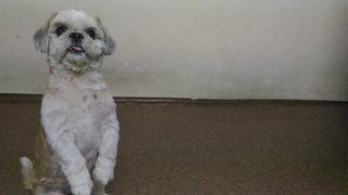 Russell - Shih Tzu Dog