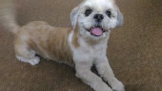 Russell - Shih Tzu Dog