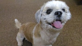 Russell - Shih Tzu Dog