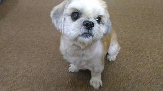 Russell - Shih Tzu Dog