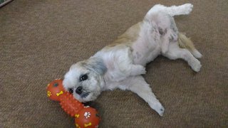 Russell - Shih Tzu Dog