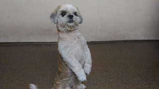 Russell - Shih Tzu Dog