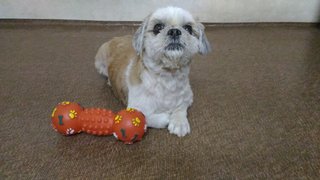 Russell - Shih Tzu Dog