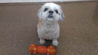 Russell - Shih Tzu Dog