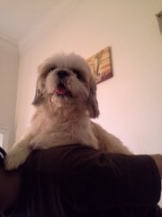 Russell - Shih Tzu Dog