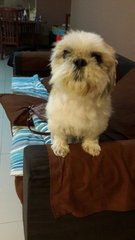 Russell - Shih Tzu Dog