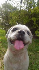 Russell - Shih Tzu Dog