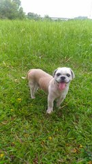 Russell - Shih Tzu Dog