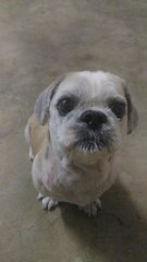 Russell - Shih Tzu Dog