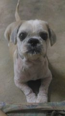 Russell - Shih Tzu Dog