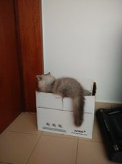 Playing in the box