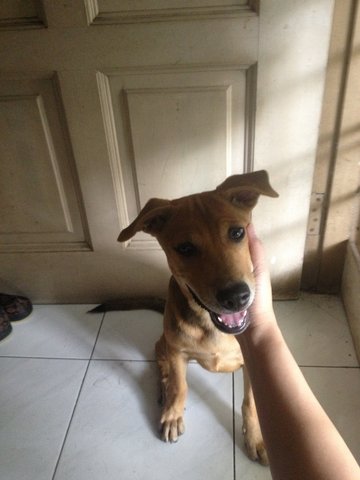 Foc Cute Puppies For Adoption!! - Mixed Breed Dog