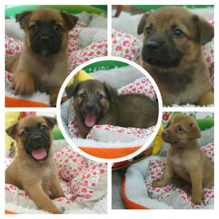 Meemee &amp; 5 Pups - Mixed Breed Dog