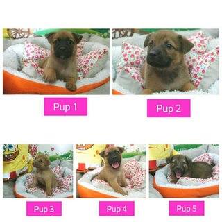 Meemee &amp; 5 Pups - Mixed Breed Dog