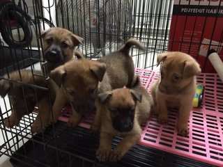 Meemee &amp; 5 Pups - Mixed Breed Dog