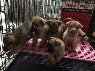 Meemee &amp; 5 Pups - Mixed Breed Dog