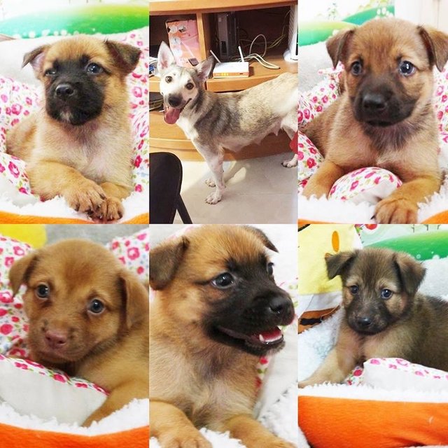 Meemee &amp; 5 Pups - Mixed Breed Dog