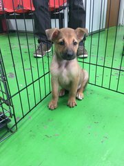 Meemee &amp; 5 Pups - Mixed Breed Dog