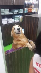 Ah Boy Gr-cheras - Golden Retriever Dog