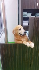 Ah Boy Gr-cheras - Golden Retriever Dog