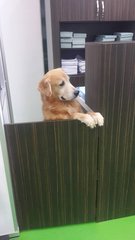 Ah Boy Gr-cheras - Golden Retriever Dog