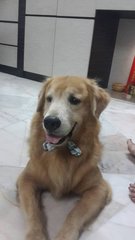 Ah Boy Gr-cheras - Golden Retriever Dog