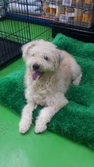 Ler Ler ( Poodle Terrier Mix ) - Poodle Mix Dog