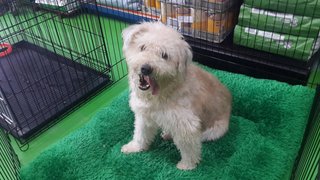 Ler Ler ( Poodle Terrier Mix ) - Poodle Mix Dog