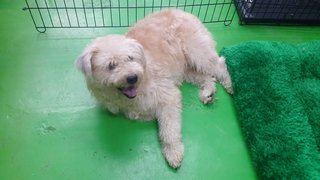 Ler Ler ( Poodle Terrier Mix ) - Poodle Mix Dog