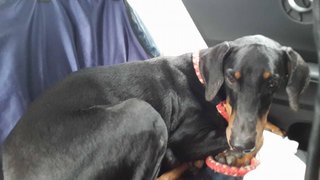 Tiger ( Doberman Pj Dog House) - Doberman Pinscher Dog