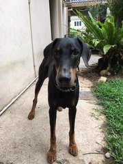 Tiger ( Doberman Pj Dog House) - Doberman Pinscher Dog