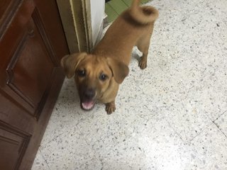 Fei Fei ( 3 Months ) - Mixed Breed Dog