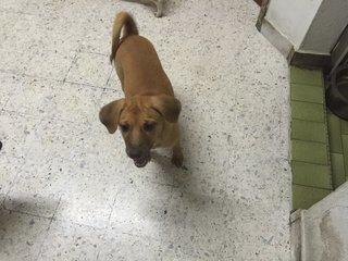 Fei Fei ( 3 Months ) - Mixed Breed Dog