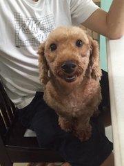 Tai Ko ( Poodle-male) - Poodle Dog