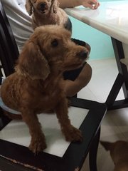 Yaw Yaw ( Taiko's Sibling) - Poodle Dog