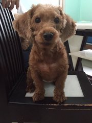 Yaw Yaw ( Taiko's Sibling) - Poodle Dog