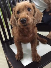 Yaw Yaw ( Taiko's Sibling) - Poodle Dog