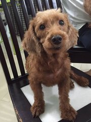 Yaw Yaw ( Taiko's Sibling) - Poodle Dog