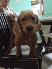 Yaw Yaw ( Taiko's Sibling) - Poodle Dog