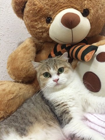 No Name  - Persian + Exotic Shorthair Cat