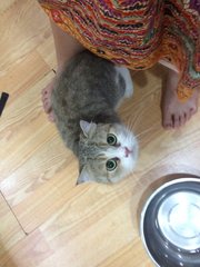 No Name  - Persian + Exotic Shorthair Cat