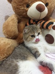 No Name  - Persian + Exotic Shorthair Cat