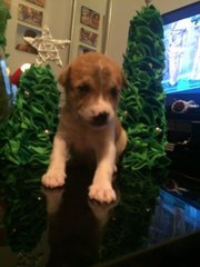 Puppy For Adoption - Mixed Breed Dog