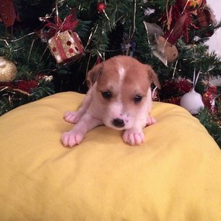 Puppy For Adoption - Mixed Breed Dog