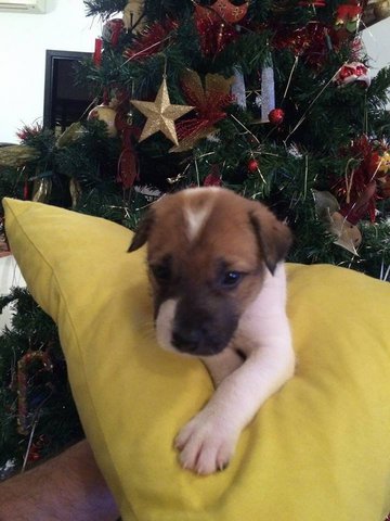 Puppy For Adoption - Mixed Breed Dog