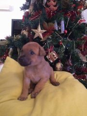 Puppy For Adoption - Mixed Breed Dog