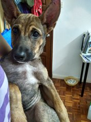 Tiny Tina - Mixed Breed Dog